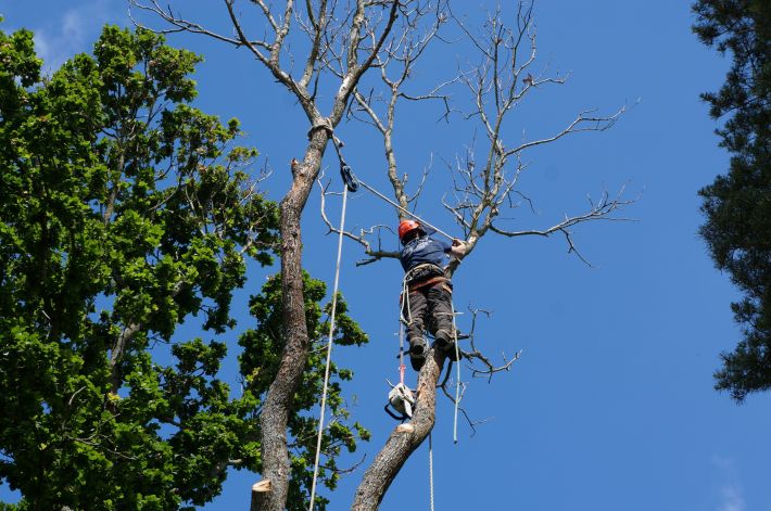 Tree Removal Service Christchurch